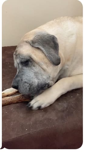 Customer photo review of Large Ostrich Cane (11.5" x 5"): The Ultimate Long-Lasting Chew for Medium, Large & XL Dogs