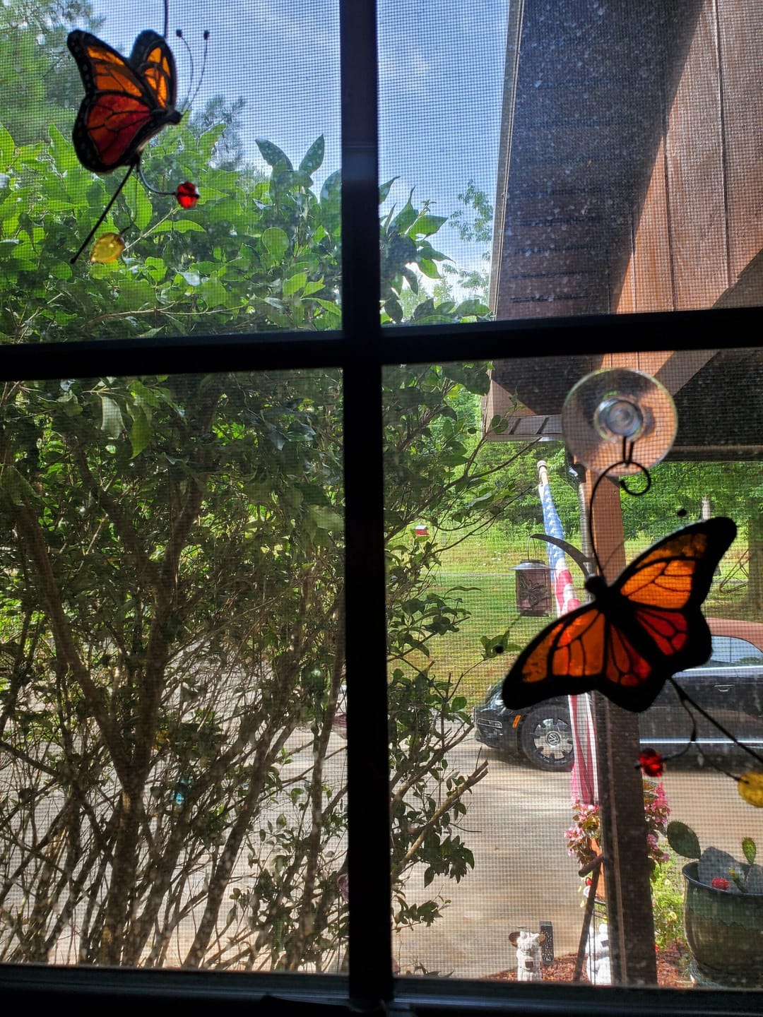 Customer photo review of Monarch Butterfly Top View
