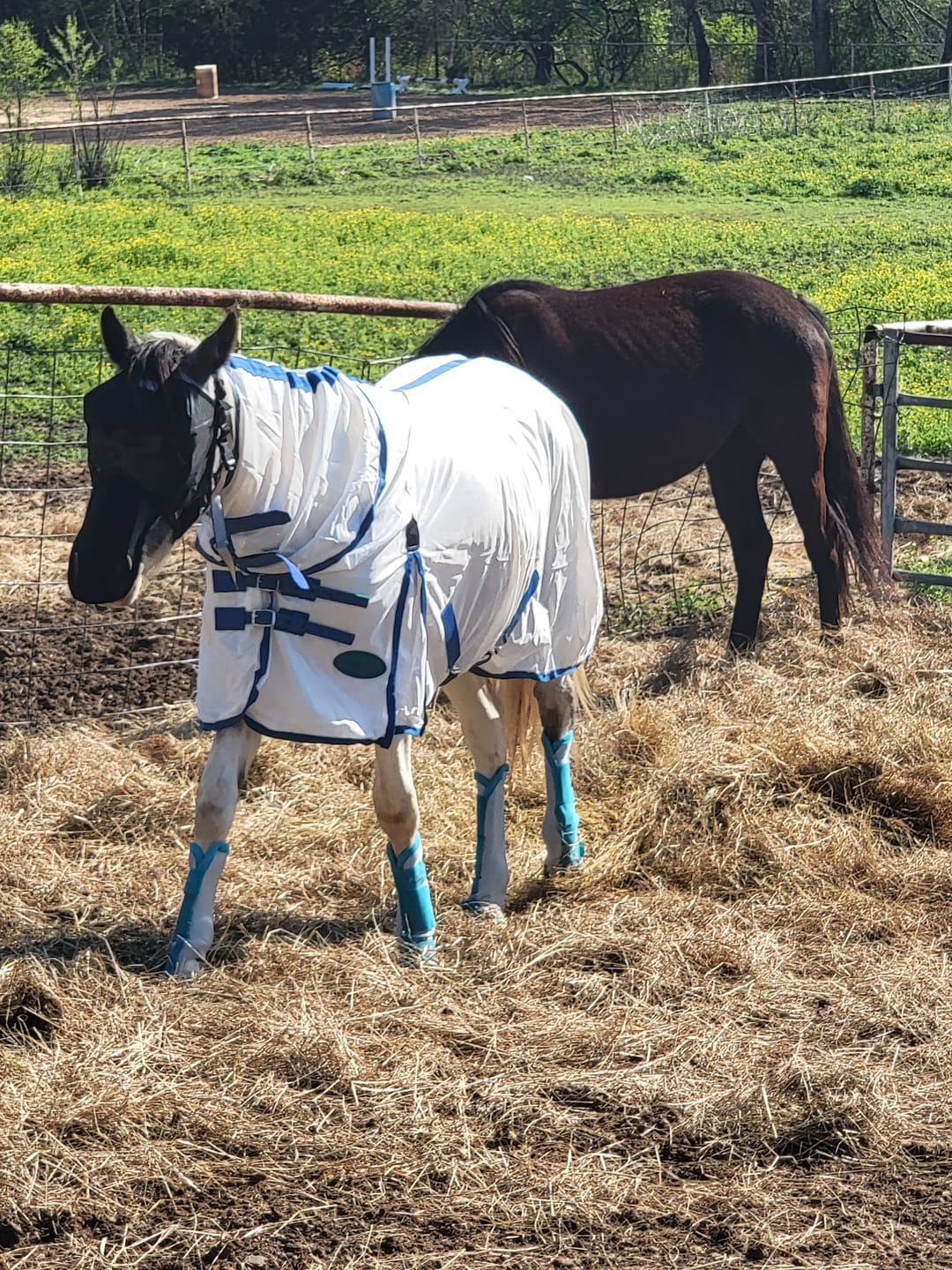 Customer photo review of EquiVizor Fly Mask - With Nose Protection