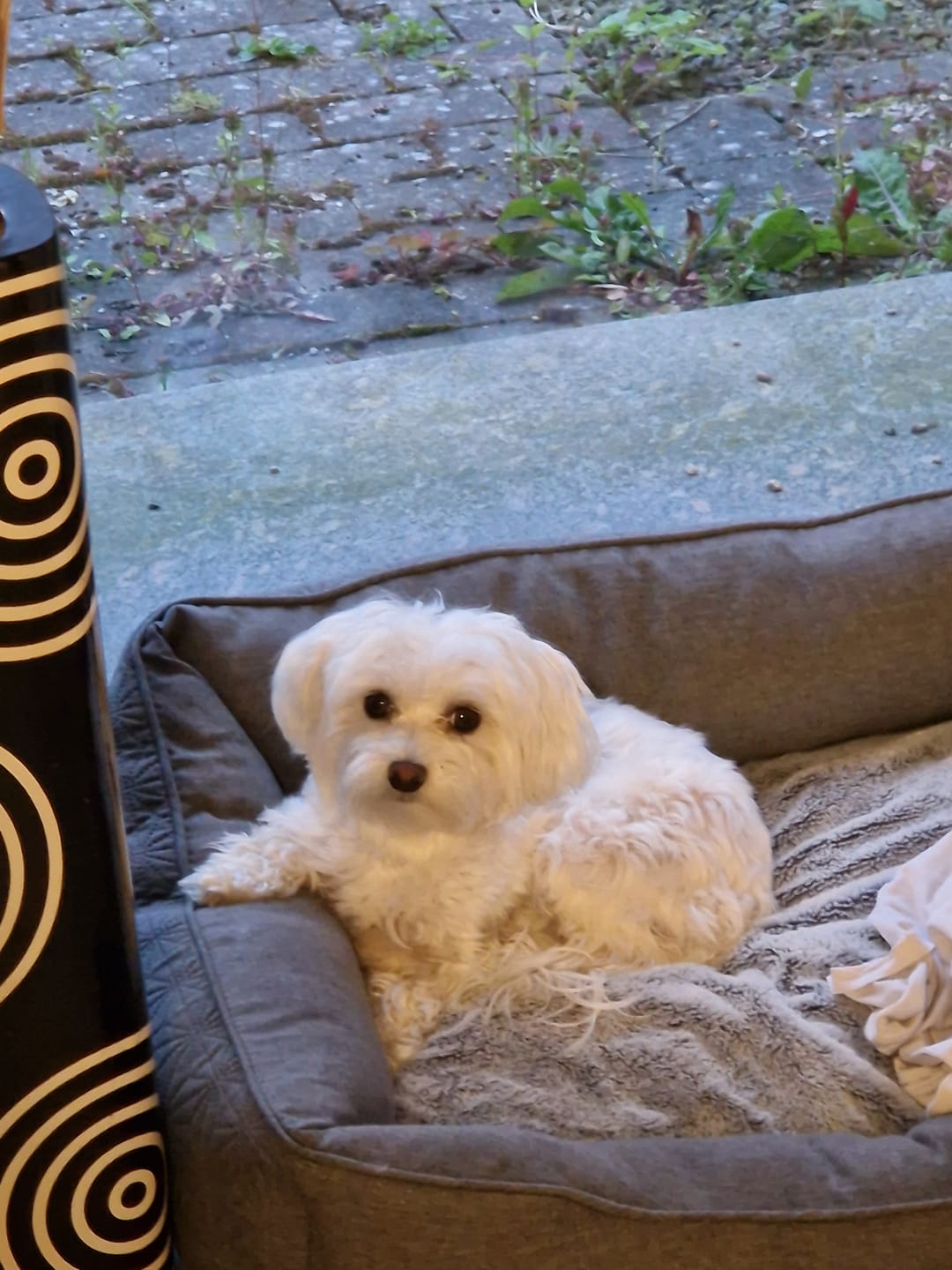 Customer photo review of Barkii - Bløde godbidder m. kanin