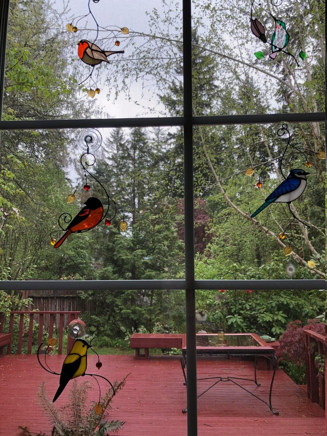 Customer photo review of Baltimore Oriole Bird