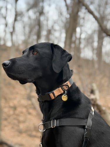 Customer photo review of Black Collar - Recycled Ripstop