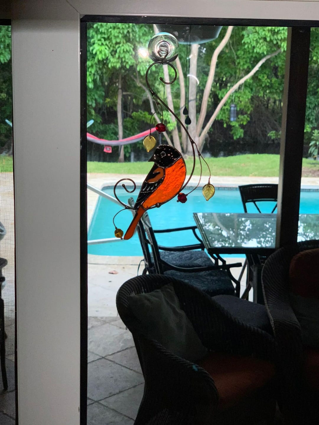 Customer photo review of Baltimore Oriole Bird