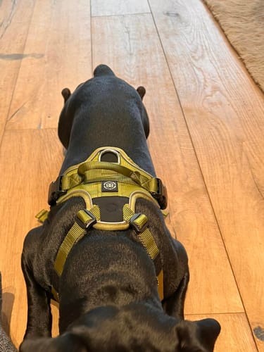 Customer photo review of Anti Pull Harness | With Handle & Lighter | Hurricane Harness - Olive Green