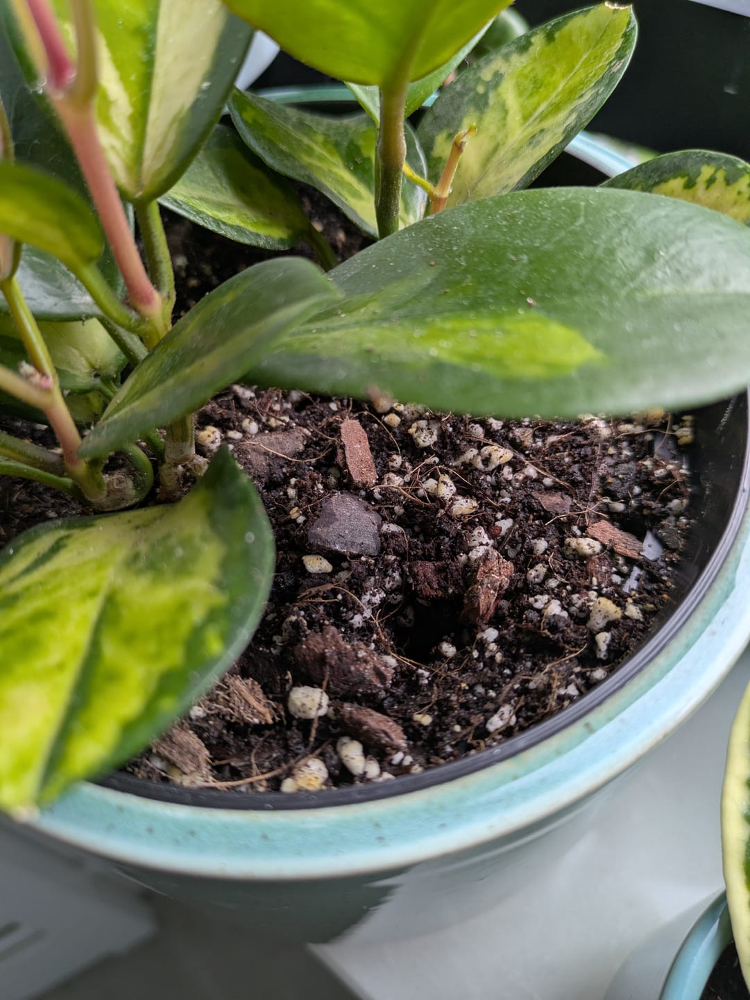 Customer photo review of Hoya Mix