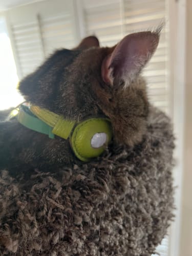 Customer photo review of FurLife™ 12 Months Flea and Tick Free
