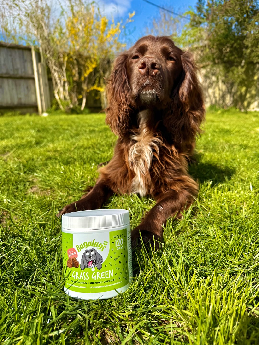 Customer photo review of Grass Green Supplement Chews for Dogs