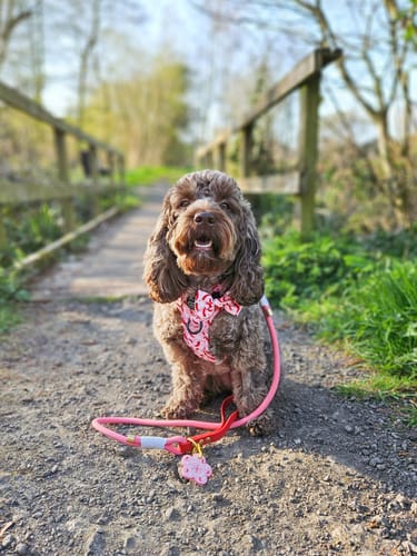 Customer photo review of Bow Tie - Chilli Dog