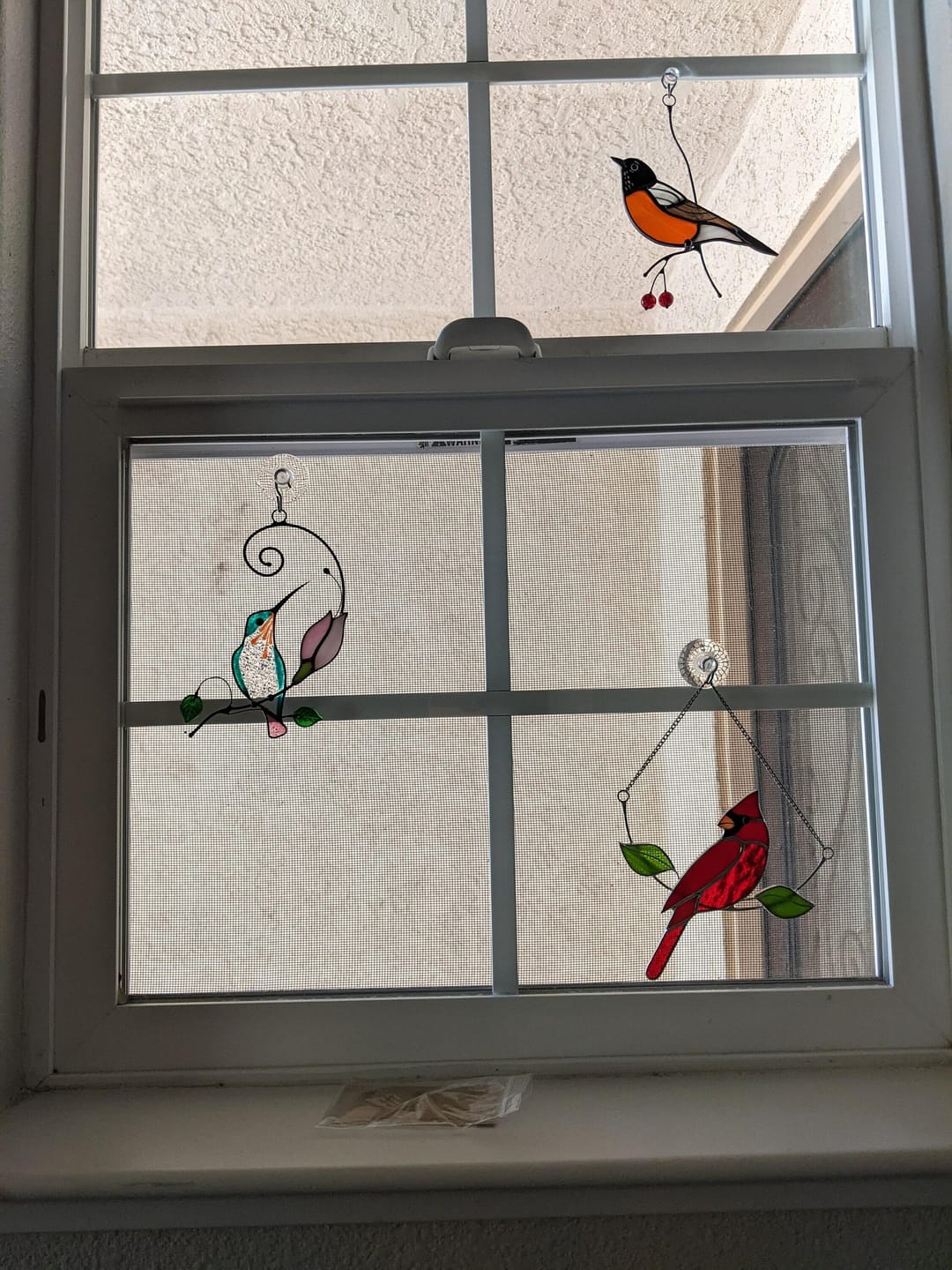Customer photo review of American Robin Bird