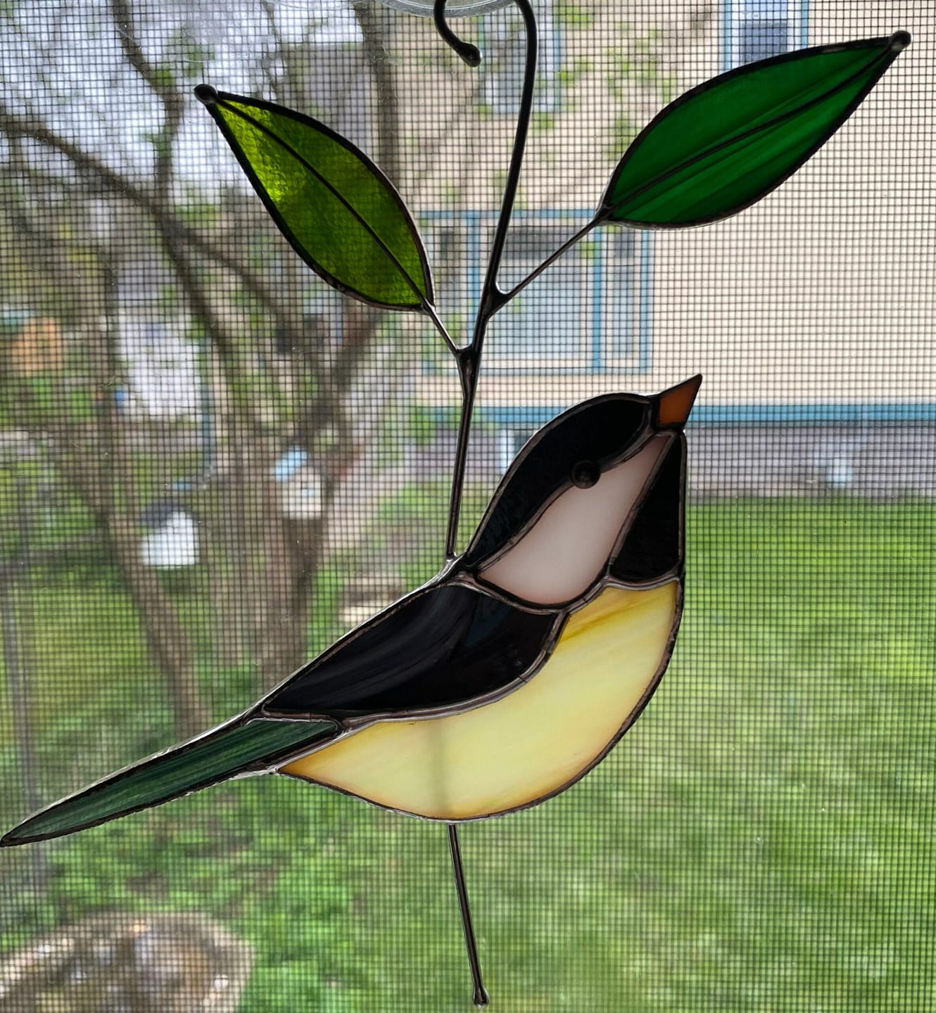 Customer photo review of Black-capped Chickadee