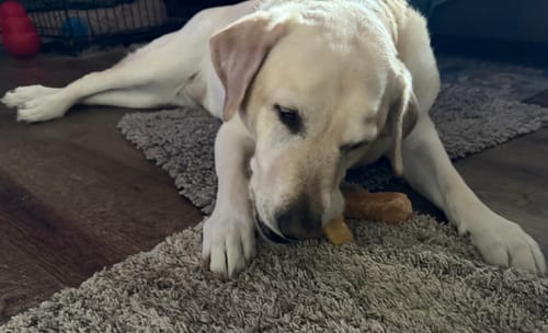 Customer photo review of Jumbo Yak Milk Dog Chews