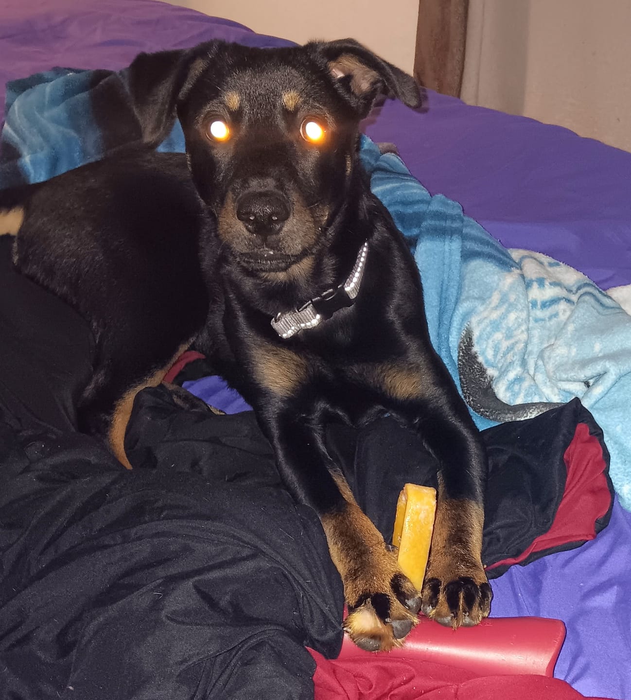 Customer photo review of Himalayan Yak Chew (SMALL)