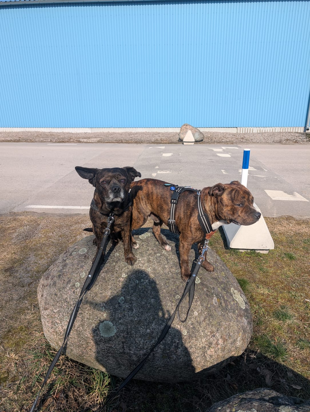 Customer photo review of Antislip Guard Leash Safe Svart - Väktarkoppel antiglid med reflex
