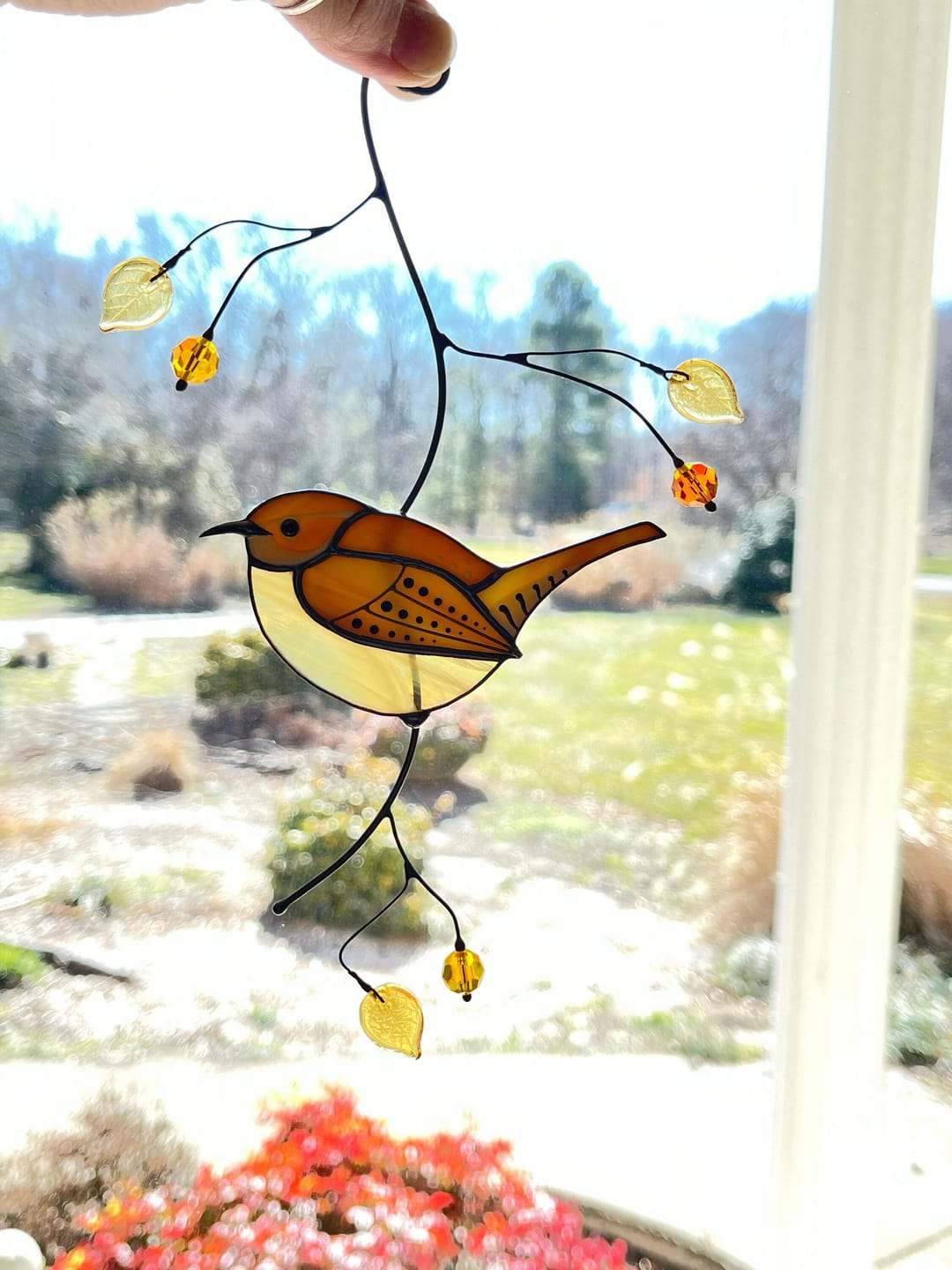 Customer photo review of Carolina Wren