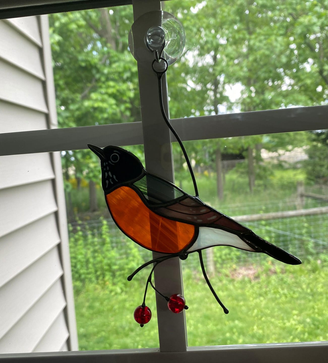 Customer photo review of American Robin Bird