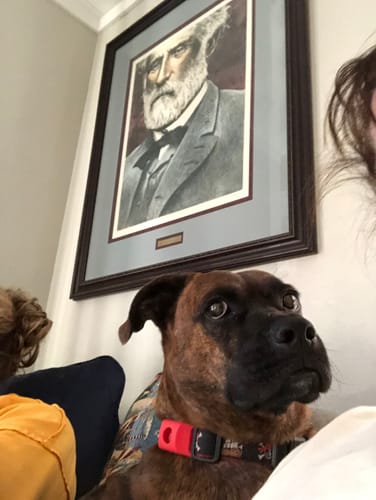 Customer photo review of FurLife™ 12 Months Flea and Tick Free