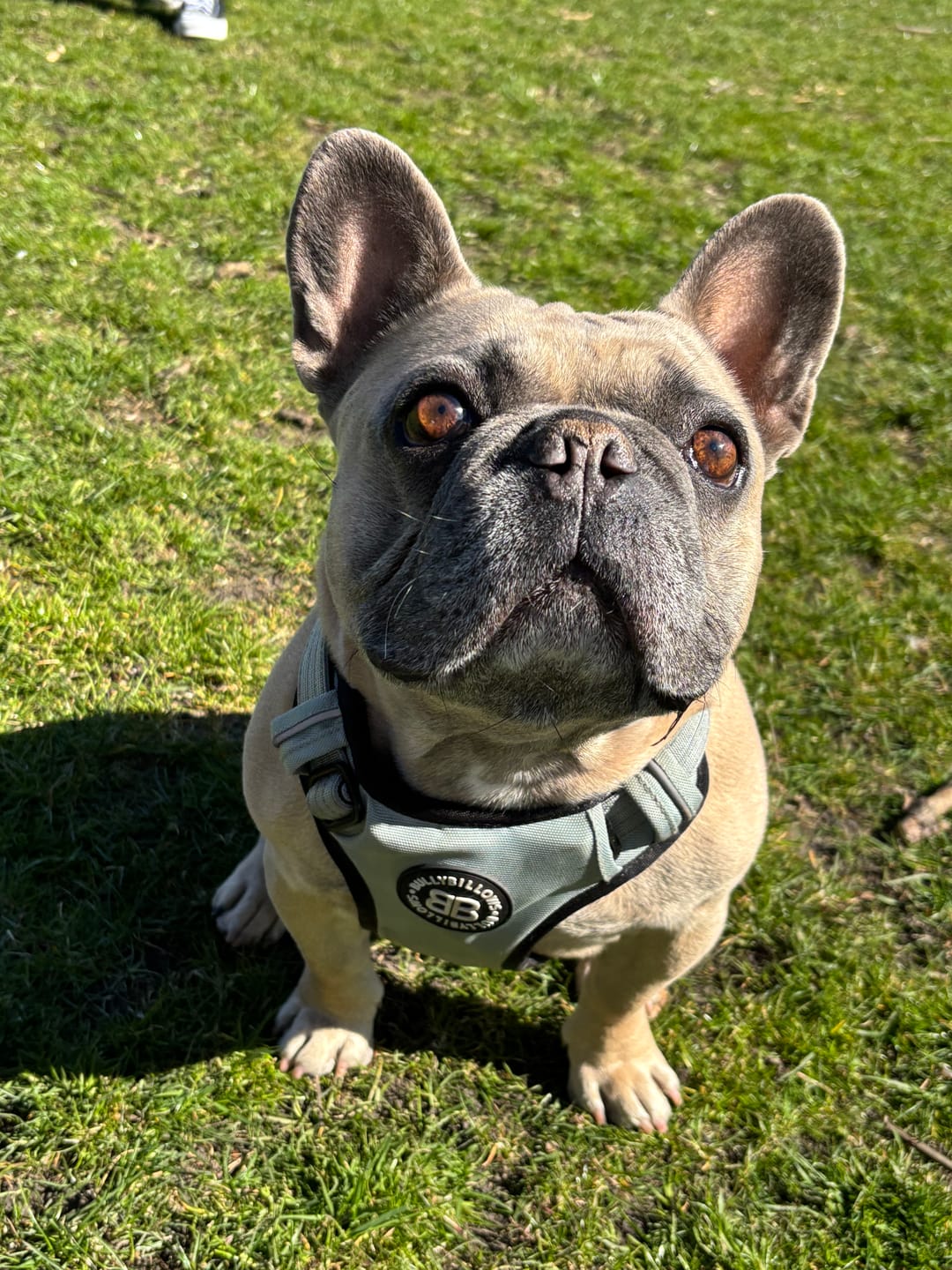 Customer photo review of Comfort Premium Harness | Non Restrictive - Metal Grey