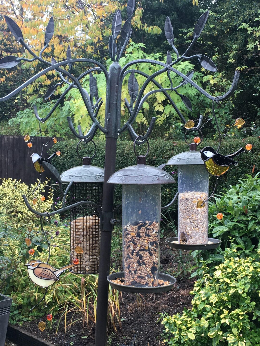 Customer photo review of Carolina Wren