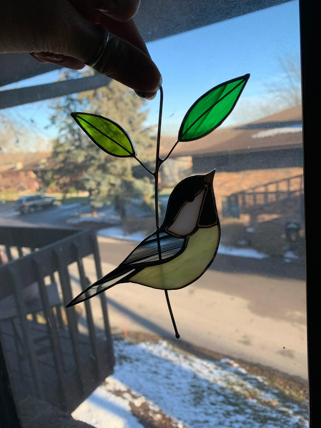 Customer photo review of Black-capped Chickadee