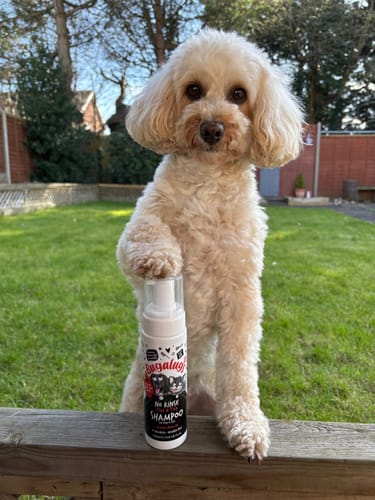 Customer photo review of No Rinse Flea & Tick Shampoo for Dogs & Cats