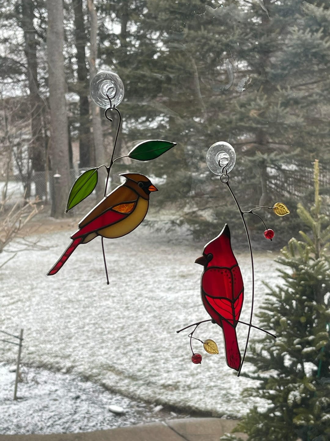 Customer photo review of Female Cardinal on the Branch