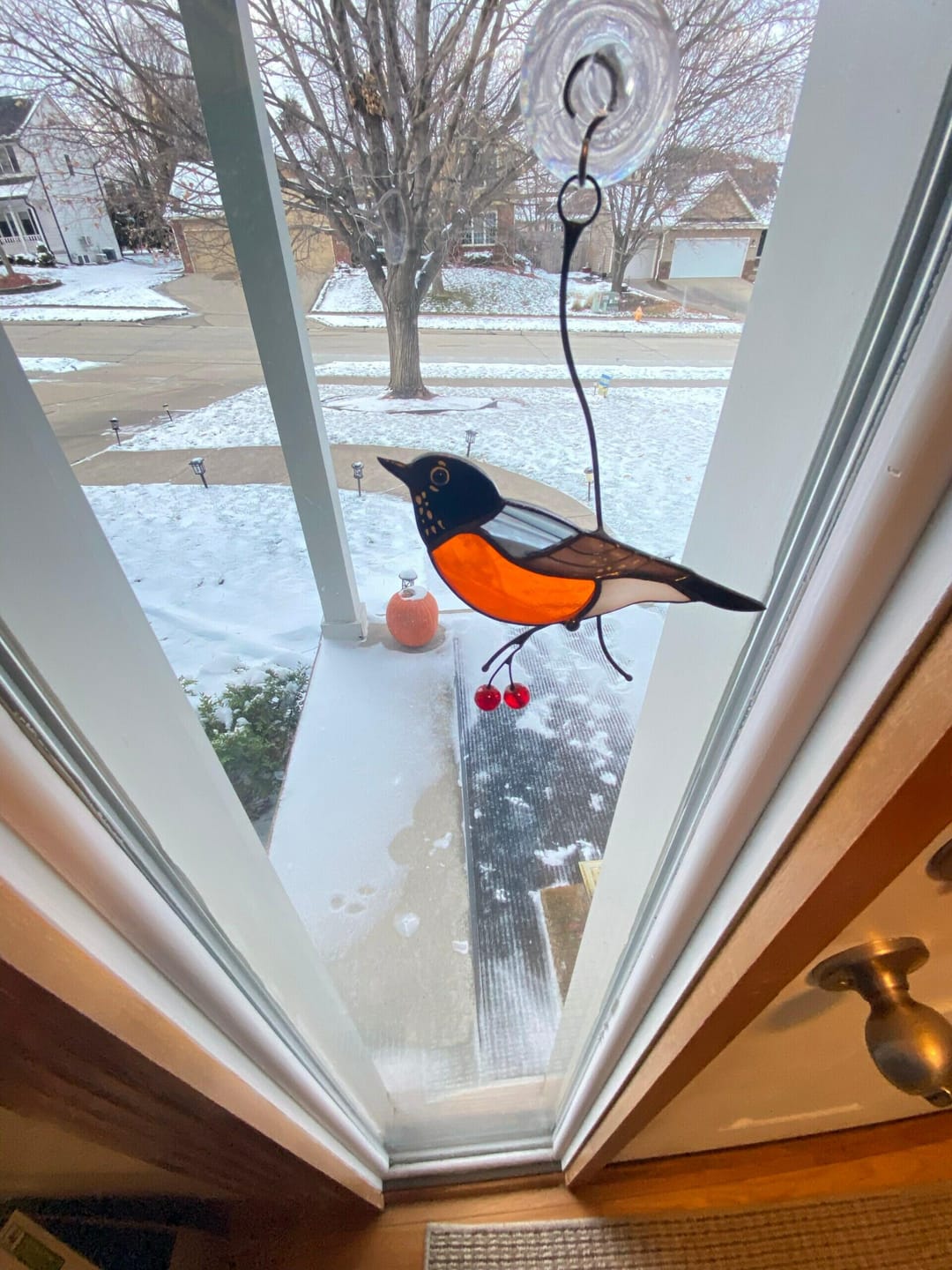 Customer photo review of American Robin Bird