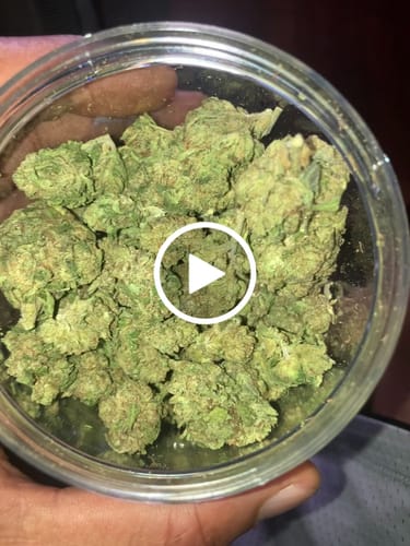 Customer video review of Girl Scout Cookies THCA Flower
