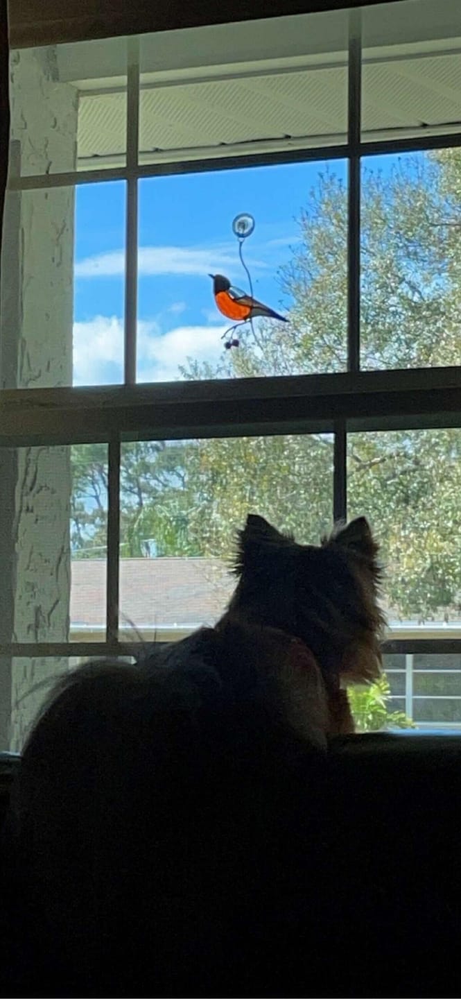 Customer photo review of American Robin Bird