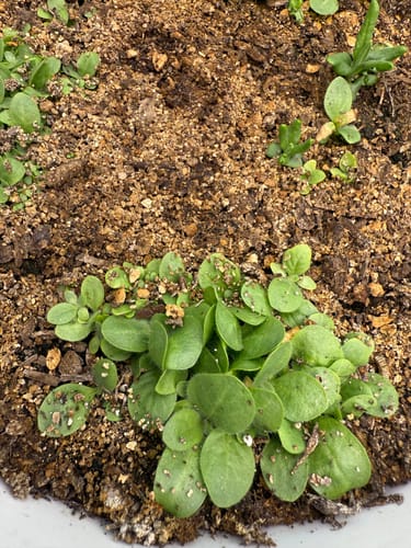 Customer photo review of Indian Peace Pipe Nicotiana Seeds