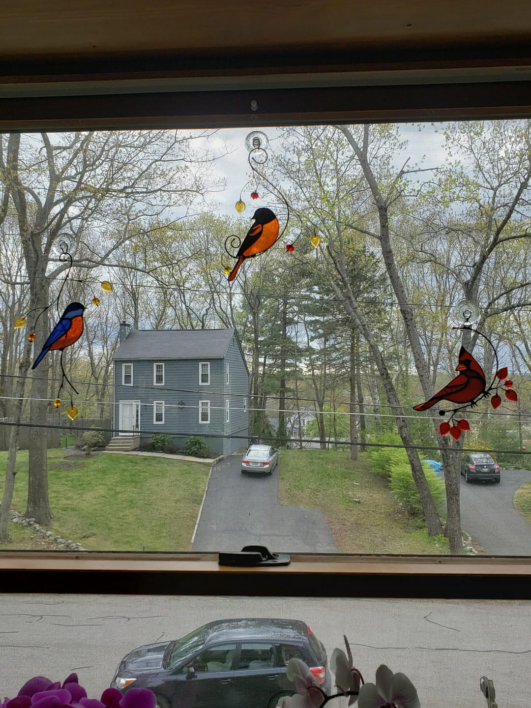 Customer photo review of Baltimore Oriole Bird