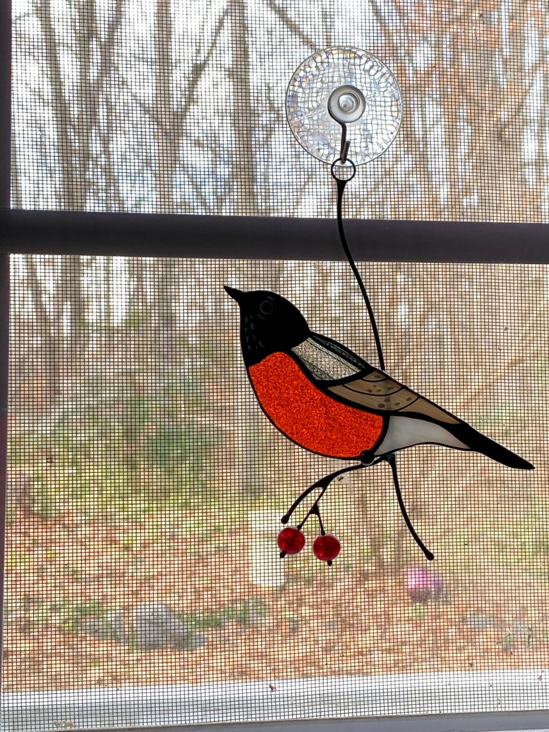Customer photo review of American Robin Bird