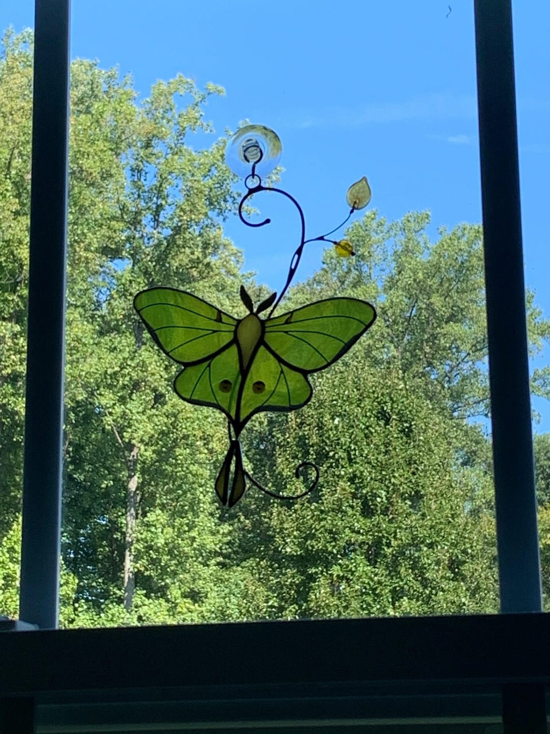 Customer photo review of Luna Moth Butterfly