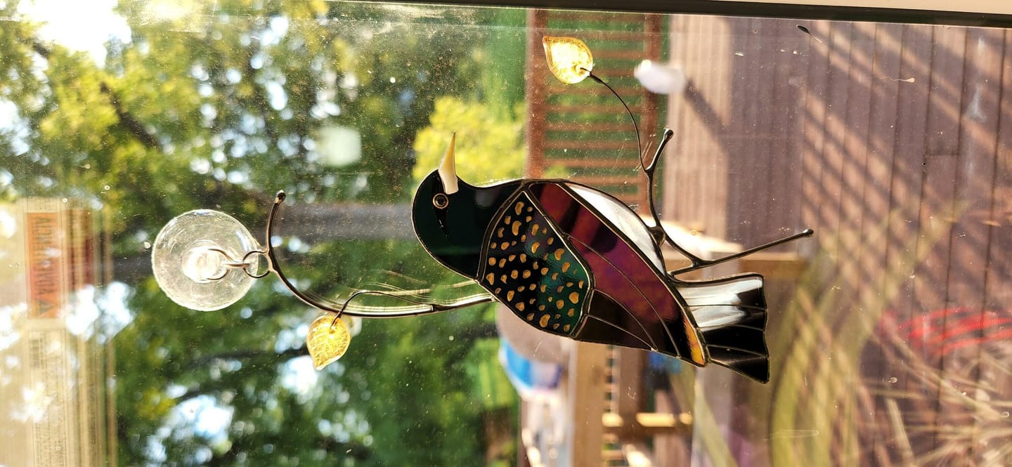 Customer photo review of European Starling Bird