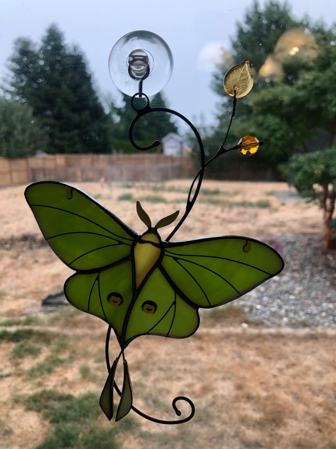 Customer photo review of Luna Moth Butterfly