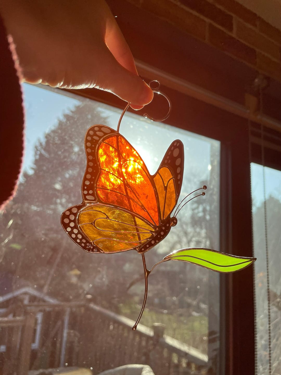 Customer photo review of Monarch Butterfly Top View