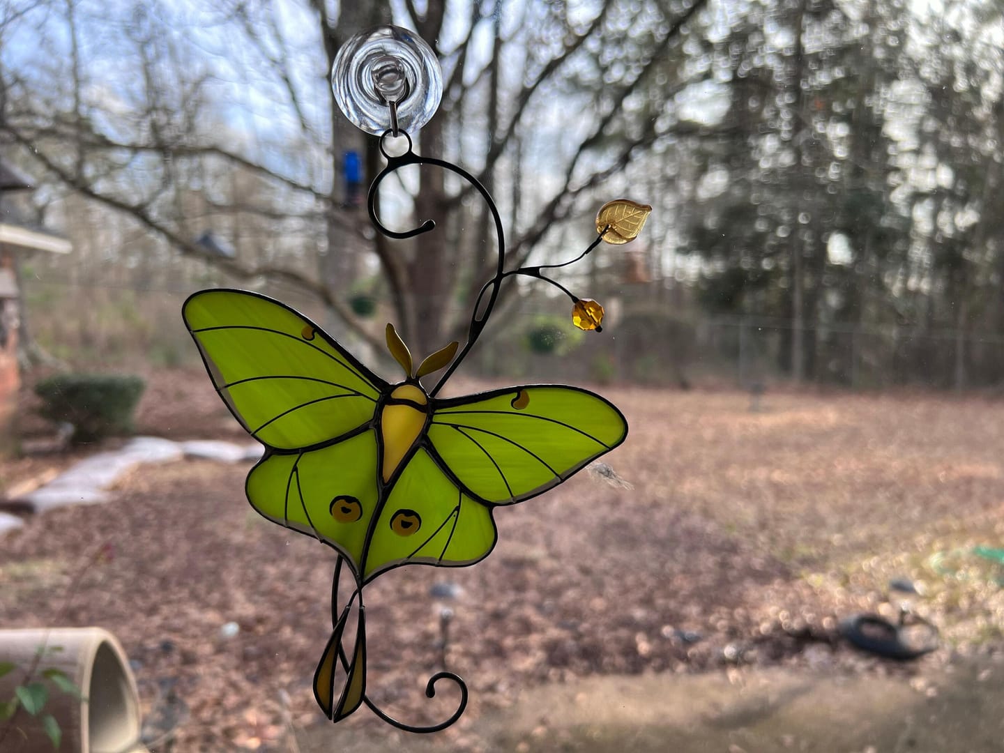 Customer photo review of Luna Moth Butterfly