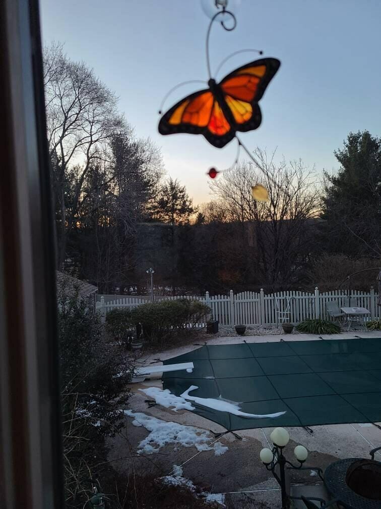 Customer photo review of Monarch Butterfly Top View