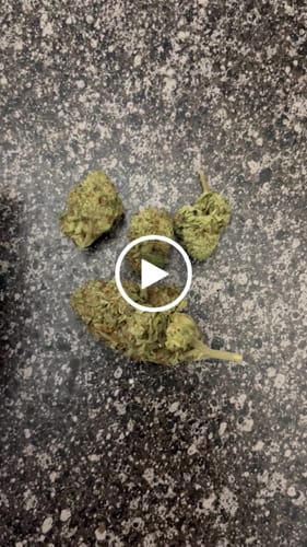Customer video review of Sherbet Cookies - 14 Grams - Minis (Hybrid)