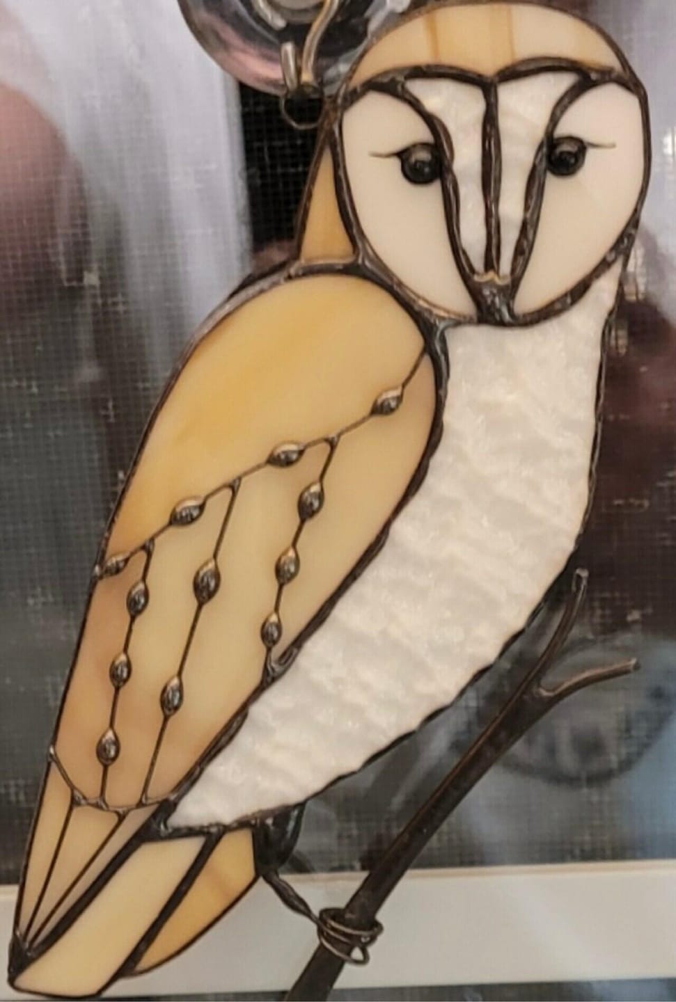 Customer photo review of Barred Owl