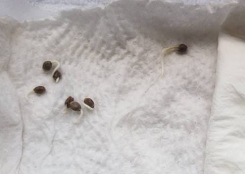 Customer photo review of Bruce Banner Automatic Cali Strain Cannabis Samen - Autoflower - Cannabis Cup Sieger 2023 - F1 Samen