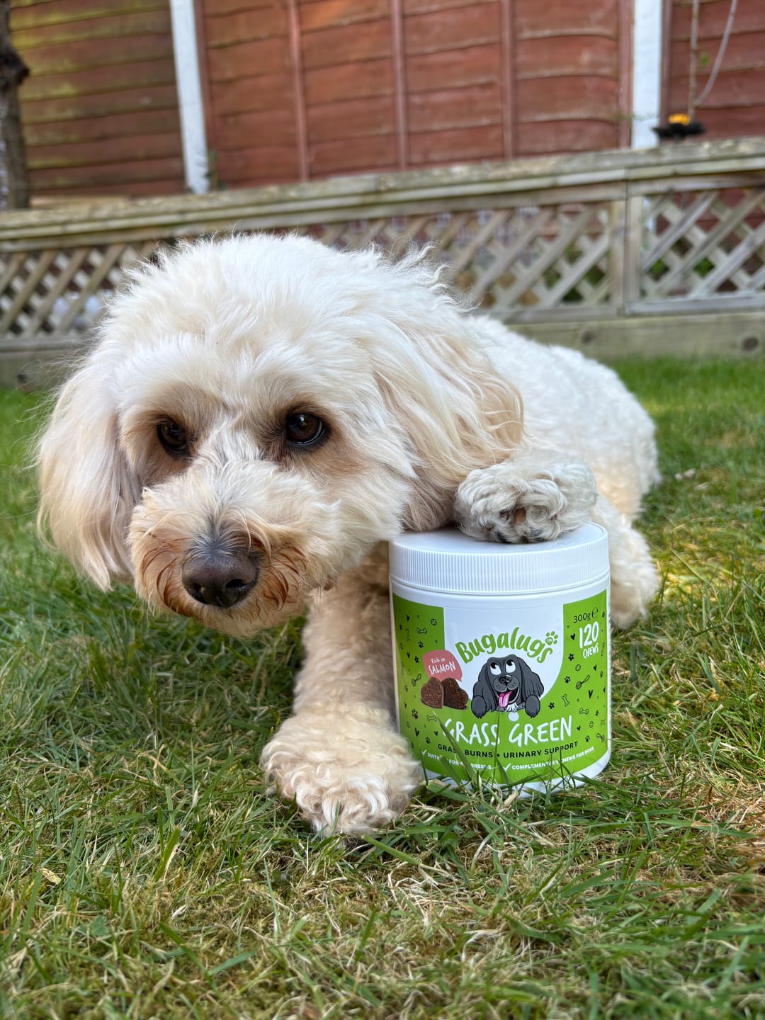 Customer photo review of Grass Green Supplement Chews for Dogs