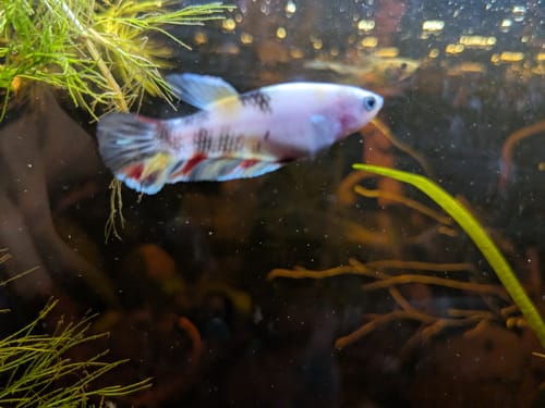 Customer photo review of Female Betta Fish Koi Yellow Galaxy