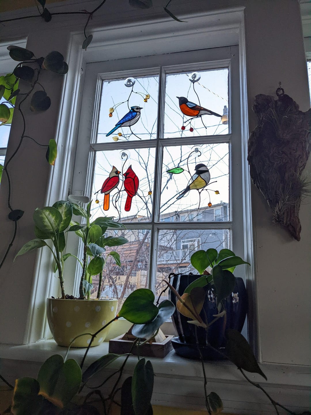 Customer photo review of American Robin Bird