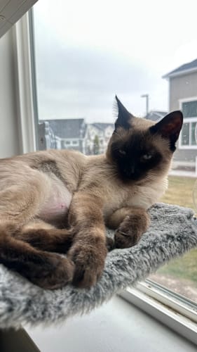 Customer photo review of Hoodie-Final Sale