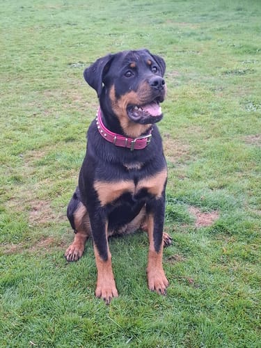 Customer photo review of Hand Made Leather Dog Collar - Imperial Dusky Pink & Chrome (Slim Fit)