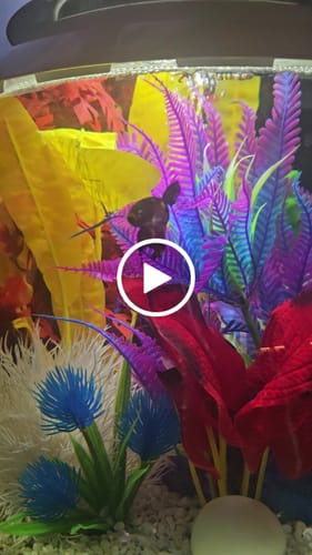 Customer video review of Multicolor Plakat Male Betta Fish |Show Grade|  You Pick Fish
