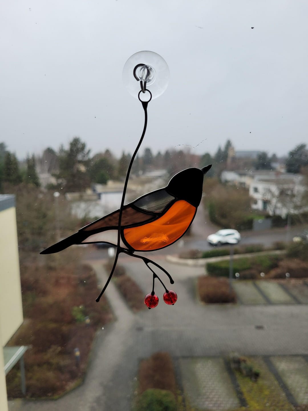 Customer photo review of American Robin Bird