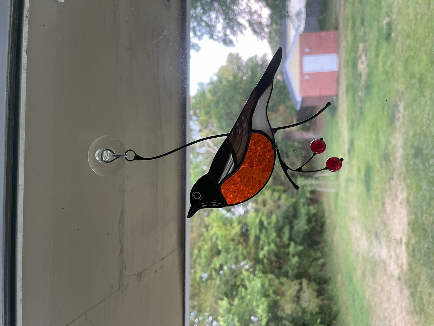 Customer photo review of American Robin Bird