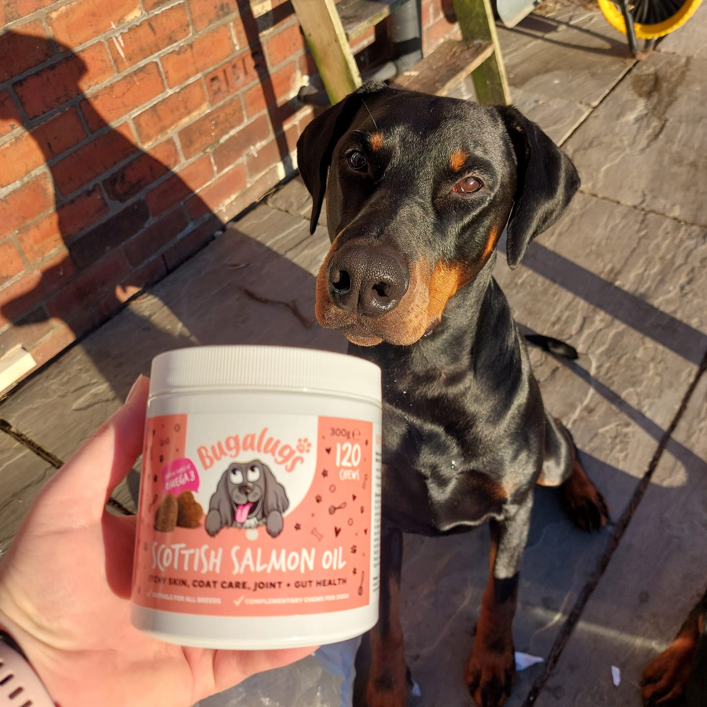 Customer photo review of Scottish Salmon Oil Supplement Chews for Dogs