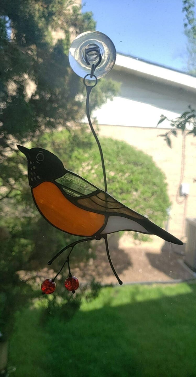 Customer photo review of American Robin Bird